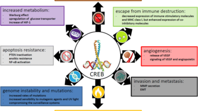 CREB