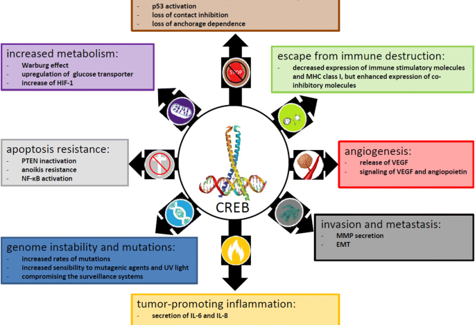 CREB